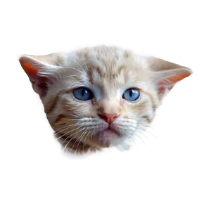 Serene Kitten PNG 05232024