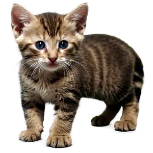 Serene Kitten PNG 72 PNG