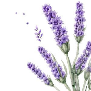 Serene Lavender PNG 74 PNG