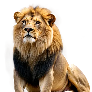 Serene Lion Gaze PNG Xxj79 PNG