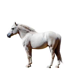 Serene Mustang Horse Meadow PNG 41
