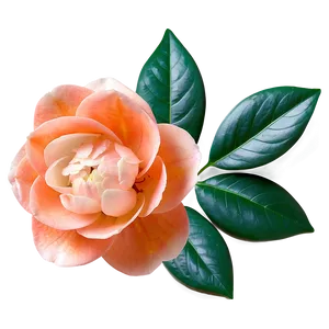 Serene Orange Camellia Png 06122024 PNG image