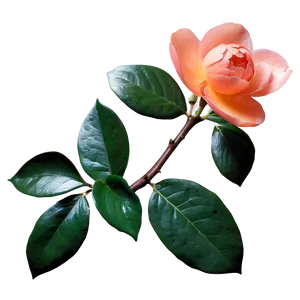 Serene Orange Camellia PNG Cpb