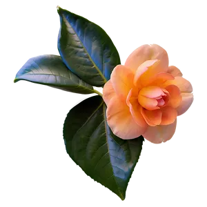 Serene Orange Camellia PNG Rol72 PNG
