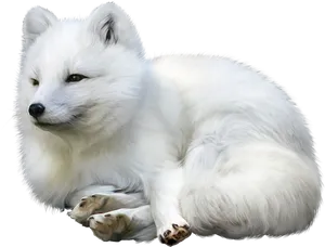 Serene Samoyed Resting.png PNG