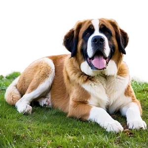 Serene St Bernard In Nature PNG 06292024