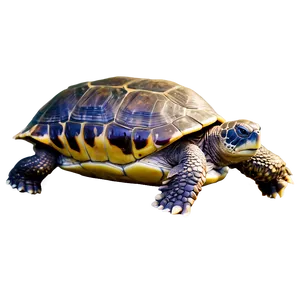 Serene Turtle PNG 05062024