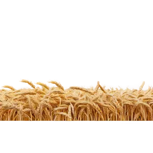 Serene Wheat Field Evening Png 06252024 PNG image