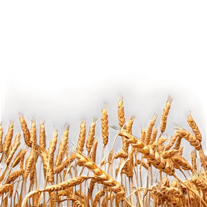 Serene Wheat Field Evening Png 21 PNG image