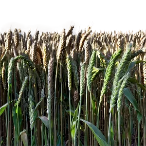 Serene Wheat Field Evening Png 56 PNG image