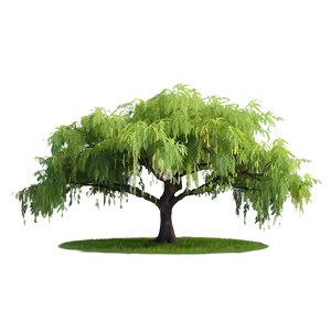 Serene Willow Trees PNG 70