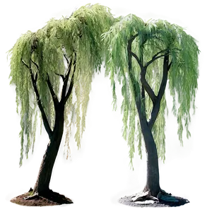 Serene Willow Trees PNG Jbi24