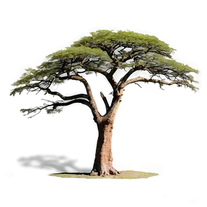 Serengeti Acacia Tree Panorama Png 96 PNG image