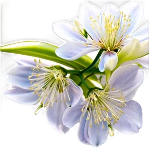 "serenity In Blossoms: Peaceful Flower PNG" A