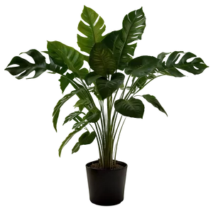 Shade Loving Plants Png Uaq PNG image