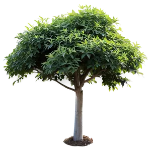 Shade Loving Shrubs PNG 06122024 PNG