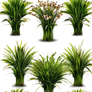 Shade Tolerant Grass PNG 06212024