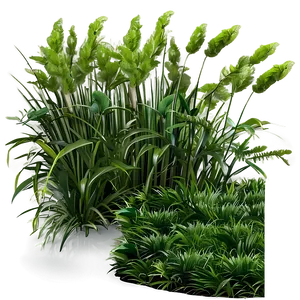 Shade Tolerant Grass PNG 06212024 PNG