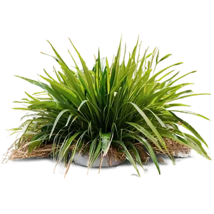 Shade Tolerant Grass PNG 74 PNG