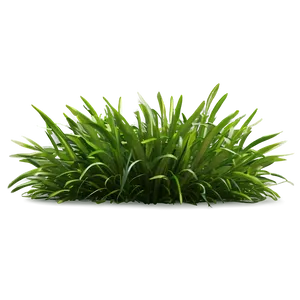 Shade Tolerant Grass PNG Dwe PNG
