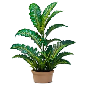 Shade Tolerant Plant PNG 05032024