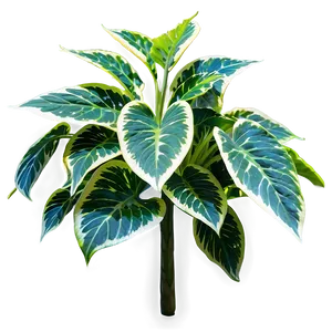 Shade Tolerant Plant PNG 84