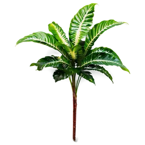 Shade Tolerant Plant PNG Qpd