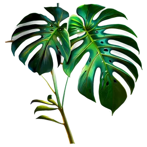 Shaded Monstera Leaf PNG 05232024