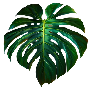 Shaded Monstera Leaf PNG 28