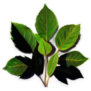 Shadow Leaves PNG Luh