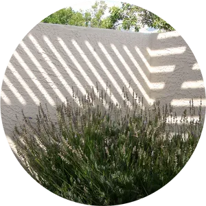 Shadowson Grass Circle View