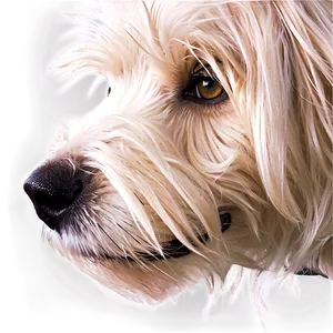 Shaggy Dog Face Texture PNG 91 PNG