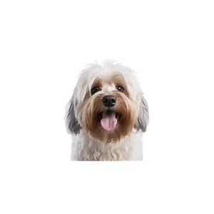 Shaggy Dog Face Texture PNG Cmu PNG