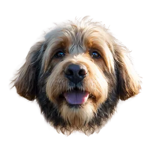 Shaggy Dog Nose PNG 06272024