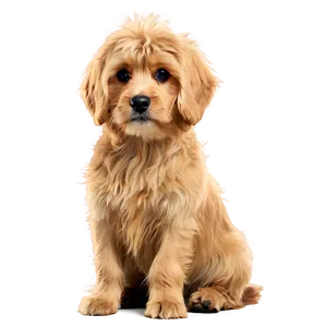 Shaggy Puppy Png Nbb86 PNG image