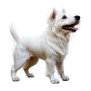 Shaggy White Dog Png 06262024 PNG image