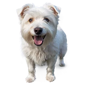 Shaggy White Dog PNG 18 PNG