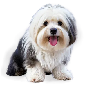 Shaggy White Dog PNG Byg86 PNG