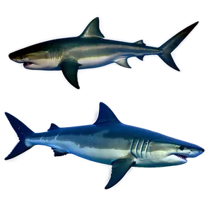 Shark And Fish Transparent PNG 05262024