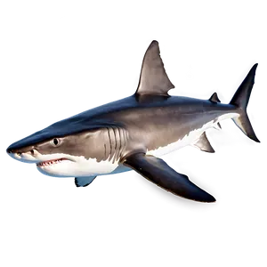 Shark Breeds Png 05032024 PNG image