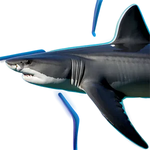 Shark Discovery Png 51 PNG image