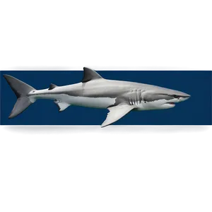 Shark Discovery Png Orf PNG image