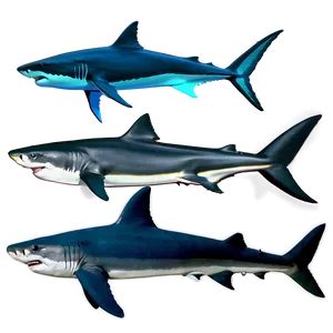 Shark Evolution Chart PNG Yxa