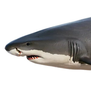 Shark Jaw Close-up Png 37 PNG image