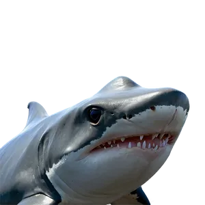 Shark Jaw Close-up PNG Hvd