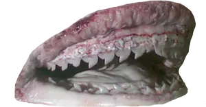 Shark Jaws Close Up PNG image