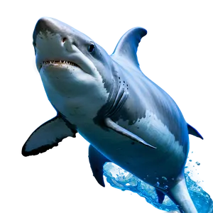 Shark Vs. Dolphin PNG 40