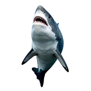 Shark With Open Mouth Png 05032024 PNG image