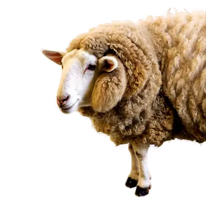 Sheep Clipart PNG 05232024