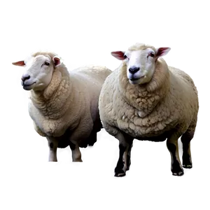 Sheep Drawing PNG Xww1